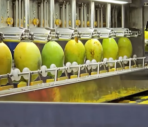 Mangue séchée molle du Vietnam fournissant des commandes en gros pour les chaînes de détail et les acheteurs en gros d'importateurs mondiaux de snacks - Product Image 1