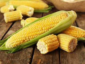 Maíz Amarillo y Blanco Orgánico, Sin OMG, Maíz Dulce Seco para Consumo Humano y Animal, para Consumo en Bélgica - Product Image 3