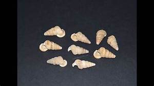 ÉTIQUETTE PROPRE DU PRODUIT DE COQUILLE DE MER AMIABLE DU SYSTÈME IMMUNITAIRE SOURCE NATURELLE DE MINÉRAUX ESSENTIELS - Product Image 6