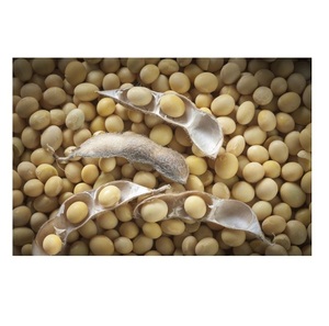 Soja Amarilla Seca, Semillas de Soja Comunes, Ingredientes de Agricultura Orgánica a Granel para Cocinar en Bolsas - Product Image 3