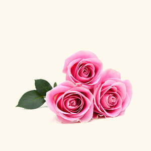 Huile parfumée à la rose britannique, huile de parfum de qualité supérieure avec un parfum durable et longue durée - Product Image 2