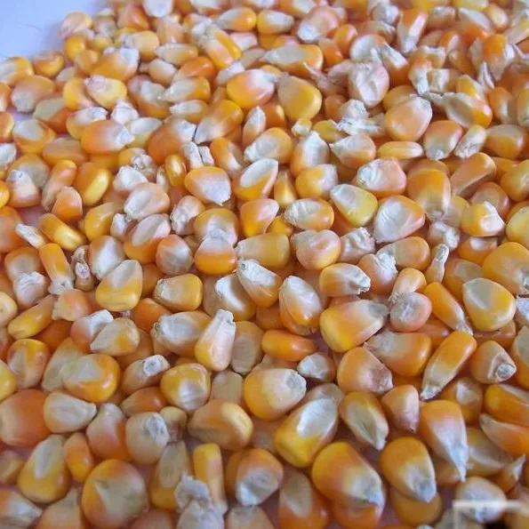 Hot Sale Yellow Corn & Red Corn/ Corn- Dried and Sweet Frozen Corn/ Maize for Human & Animal Feed FOR SALE