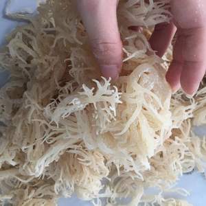 Algas marinas blancas secas Cottonii, suministro a granel natural limpio para alimentos Pharma, calidad de exportación de origen de Vietnam - Product Image 5