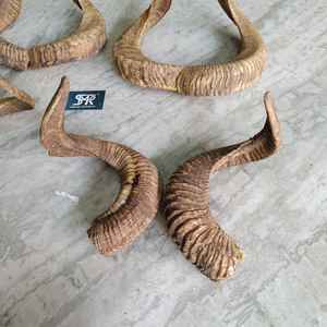 Cuernos de Carnero Naturales Curvados (Par) para Caza, Decoración del Hogar, Exhibición en Pared y Taxidermia - Product Image 1