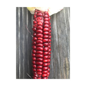 Maíz Rojo Fresco de Bélgica en Oferta/ Maíz Congelado Dulce y Seco/ Maíz para Consumo Humano y Animal con 2 Años de Vida Útil - Product Image 5