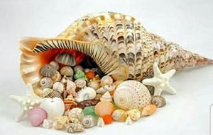 Vente en gros de coquilles de trompette océanique-Superbe conception en spirale, nettoyée et prête à l'exportation par 99 Gold Data - Product Image 5