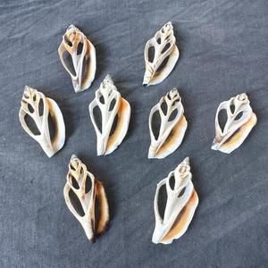 Tranches de coquilles en spirale sur le thème de la plage pour l'artisanat, la décoration de bricolage et l'approvisionnement en coquilles côtières en vrac - Product Image 3