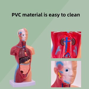 Cơ quan nội tạng y tế cao cấp, cấu trúc hệ thống tim thân 28cm Mô hình giải phẫu người - Product Image 4