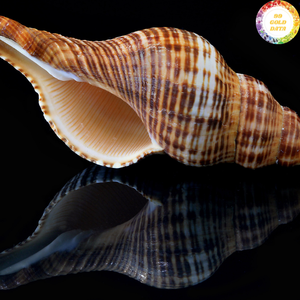 Trompette Triton en coquillage sélectionnée à la main du Vietnam, utilisant un matériau de coquille durable pour la décoration artistique de la maison et des complexes hôteliers - Product Image 6