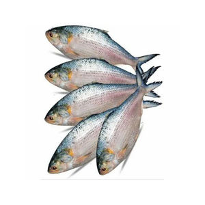 Fournisseur en gros de poisson Hilsa frais de première qualité, exportation de produits de la mer de qualité supérieure - Product Image 6