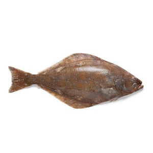 Halibut del Atlántico Congelado al Por Mayor, Precio Económico, Mejor Calidad, Venta con Exportaciones a Todo el Mundo - Product Image 3