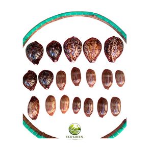 Conchas de Cauri Premium al por Mayor, Conchas Marinas Naturales para Joyería, Decoración Costera, Artesanía y Decoración de Acuarios - Product Image 3