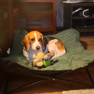 Lit de camp portable pour animaux de compagnie lit surélevé pour chien chat tapis voyage Camping randonnée extérieur pliable hydrofuge respirant - Product Image 3