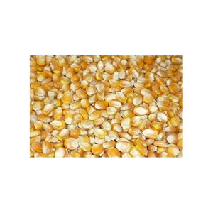 Maíz amarillo no OGM más vendido, maíz amarillo y maíz blanco secado al aire a la venta