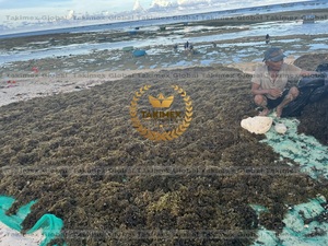 Premium Quality 100% Pure Dried Sargassum <b>Seaweed</b> Bulk Packaging Direct From Vietnam Supplier - Product Image 5