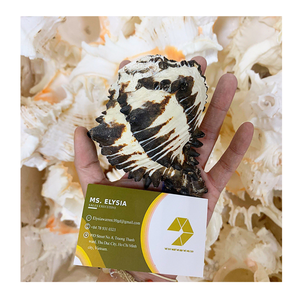 Hermosas conchas marinas decorativas con elegancia natural, perfectas para obras de arte hechas a mano y una impresionante decoración del hogar - Product Image 5