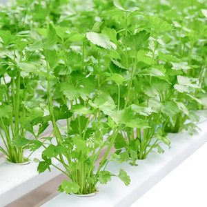 Sistemas Hidropónicos de Ahorro de Agua con Torre Aeropónica para una Producción Agrícola Sostenible - Product Image 3