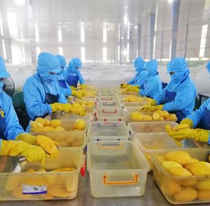 Aperitivo de Mango Seco dulce de alta calidad hecho en Vietnam Chips afrutados suaves perfectos para marcas de suministro a granel y aperitivos - Product Image 5