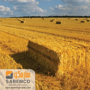 Fardos de heno de paja de trigo seco de primera calidad, forraje a la venta para ganado, cerdo, caballo, oveja, alimentación de cría - Product Image 4