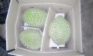 Pieza Entera Congelada de Primera Calidad Hecha en Vietnam, Tan Fresca - Product Image 6