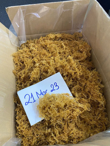 BULK EXPORT <b>DRIED</b> SEAMOSS HIGH QUALITY FROM VIET NAM SUPPLIER WITH COMPETITIVE PRICE - Product Image 3