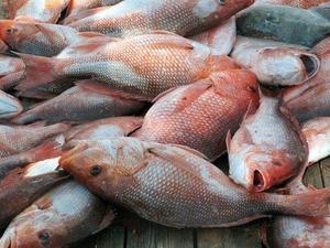 Poisson snapper surgelé IQF de haute qualité avec une durée de conservation de 12 mois à vendre - Product Image 3