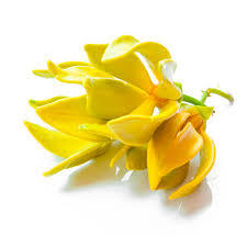 น้ำมันหอมระเหยกระดังงาคุณภาพส่งออก - Product Image 2