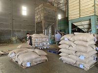 Vente chaude!!! Café Robusta Arabica Échantillons gratuits à faible quantité minimale de commande Grain de café cru Prix compétitif de haute qualité WS + 84969732947