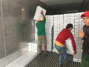 VENTE CHAUDE FD Mangue douce séchée Vietnam Snack écologique zéro sucre biologique sain choix végétalien 2025 - Product Image 2