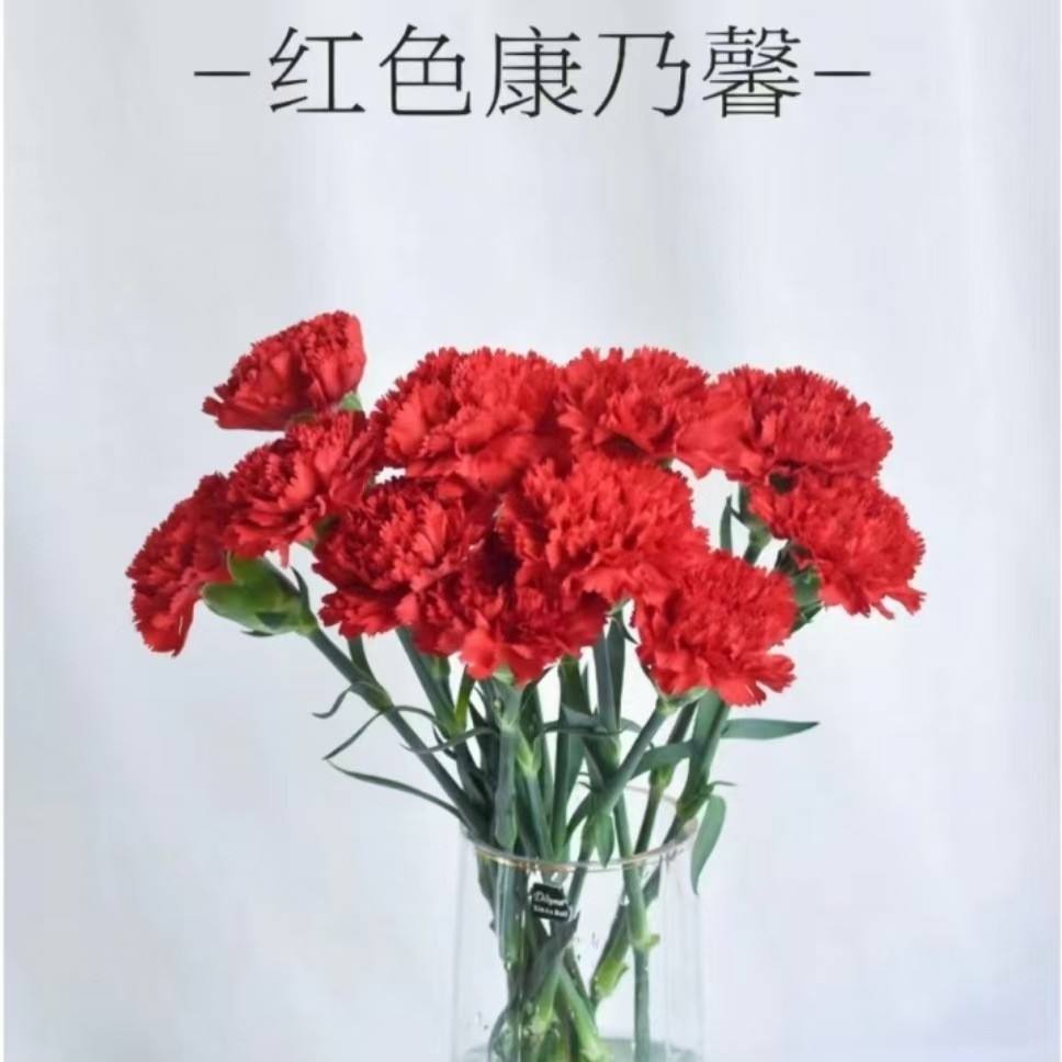 เรดคาร์เนชั่น