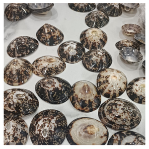 เปลือกหอยทะเลลิมเพ็ทวัสดุตกแต่งจำนวนมากคัดสรรอย่างดีจากเวียดนามเป็นมิตรกับสิ่งแวดล้อม - Product Image 5