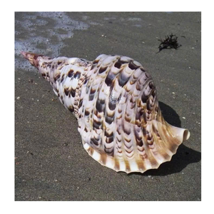 Trompeta Triton Shell para diseño y exhibición de tema marino del exportador de Vietnam 99 Gold Data Trompeta Triton Shell - Product Image 5