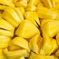 Hoge Kwaliteit Vietnam Verse Jackfruit Voor Export En Groothandel Met De Beste Prijs