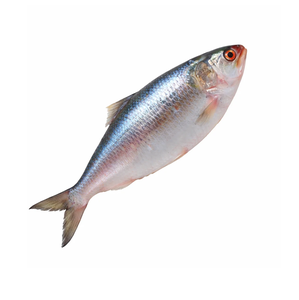 Pescado Hilsa Congelado al por Mayor - Proveedor de Pescado Hilsa al por Mayor - Product Image 5