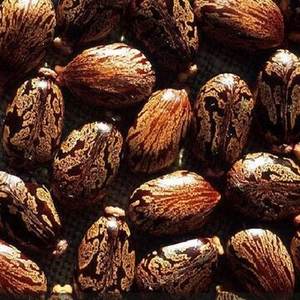 Graines de ricin de qualité supérieure en gros à vendre - Product Image 6