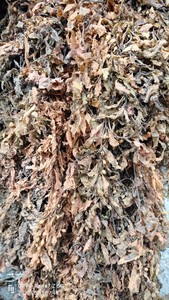 Engrais naturel le plus vendu extrait d'algues sargasses engrais 100% algues naturelles du Vietnam - Product Image 5