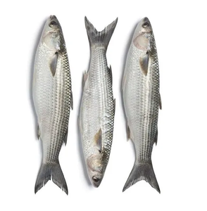 Mullet Gris Congelado Premium – Exportación al por Mayor - Product Image 4