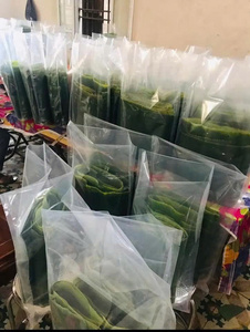 High Quality Eco-Friendly 30-50cm Frozen Banana Leaves Custom Packing GMO Cultivation <b>Direct</b> Factory Supply 0084935825297WA - Product Image 5