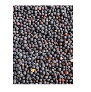 เมล็ดคาโนลาส่งตรงจากฟาร์มสำหรับสกัดน้ำมันและเกษตรกรรม - Product Image 3