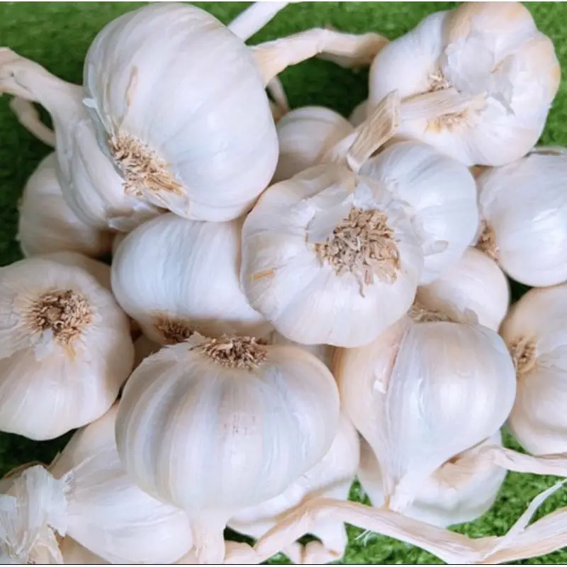 Ly Son garlic made in Vietnam 100% naturale biologico pronto per l'esportazione