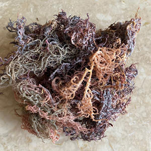 Musgo marino irlandés seco orgánico precio competitivo seamoss púrpura secado al sol natural para suministro a granel - Product Image 4