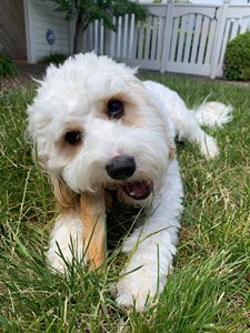 ไม้เคี้ยวของเล่นสำหรับสุนัขไม้กาแฟมังสวิรัติออร์แกนิกจาก2025ผลิตจากเวียดนาม - Product Image 2