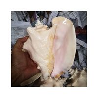 2025 NOUVEAU MODÈLE COQUILLE DE CONQUE ROSE PRIX CHAUD COQUILLE DE MER FABRIQUÉ AU VIETNAM NATUREL GRANDE TAILLE COQUILLE DE CONQUE ROSE POUR LA DÉCORATION DE LA MAISON