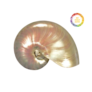Concha de Nautilus Natural, Pieza Decorativa para el Hogar, Diseño Espiral Único, Apta para Decoración de Interiores y Exhibición - Product Image 5