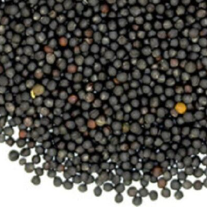 Graine de canola biologique à haute teneur en huile pour le traitement - Product Image 2