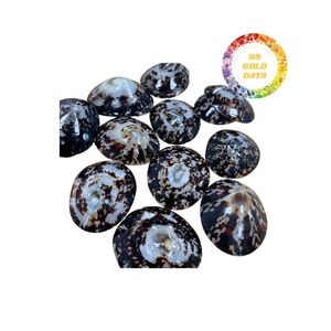 Vente en gros de coquilles de patelle pour la décoration d'aquarium Idées d'artisanat artistique avec une qualité supérieure et un approvisionnement à prix compétitif - Product Image 6