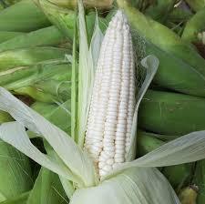 Maïs gluant maïs cireux à bas prix plusieurs couleurs - Product Image 4