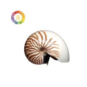 เปลือกหอย Nautilus สำหรับงานประดิษฐ์และตกแต่งเปลือกหอยคุณภาพธรรมชาติเหมาะสำหรับเครื่องประดับศิลปะและการแสดงที่หรูหรา - Product Image 5