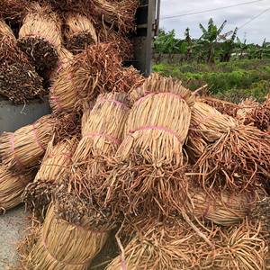 Producteur vietnamien de joncs de mer séchés en balles, prix le plus bas, joncs de mer naturels à vendre - Product Image 5