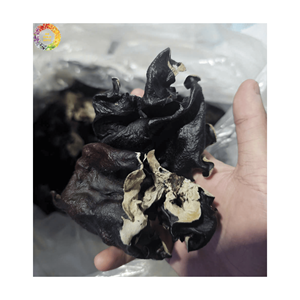 Hongo Ostra Seco, Hongo Negro Comestible, Hongo Ostra Seco Entero o en Rodajas, Natural, Proveedor Mayorista - Product Image 4